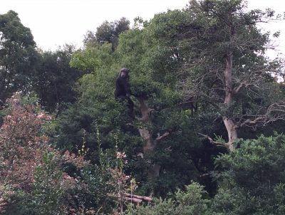 木に登るチンパンジーマリリン