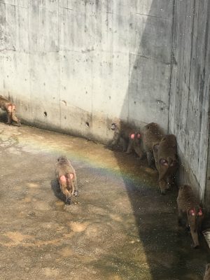 ヒヒの城 虹