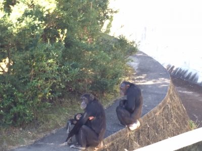 チンパンジーの外での同居マリリンとマルコ、マモル