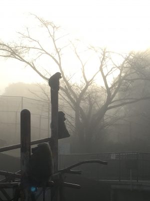 霧の中のヒヒ