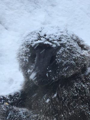 雪の中のアヌビスヒヒ