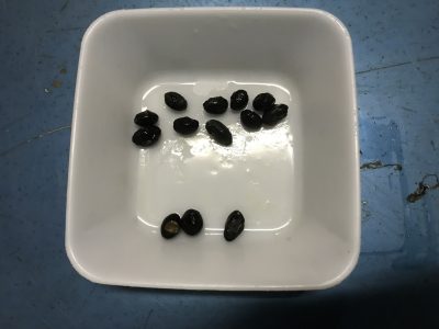 13粒の豆
