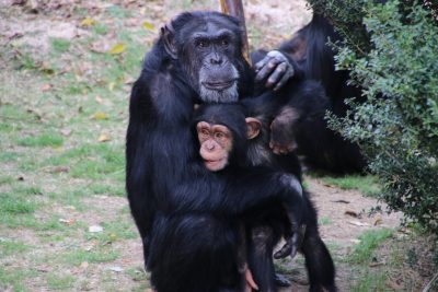7月14日は 世界チンパンジーの日 飼育の部屋