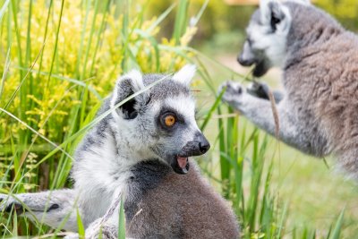 世界キツネザルの日 World Lemur Day キツネザルの歯の話 飼育の部屋