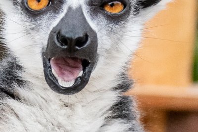 世界キツネザルの日 World Lemur Day キツネザルの歯の話 飼育の部屋
